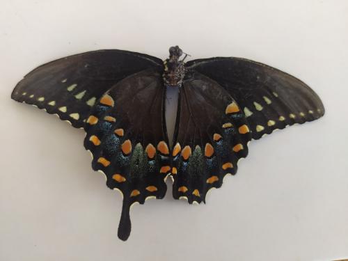 Réf. 346 548 : Papilio troilus